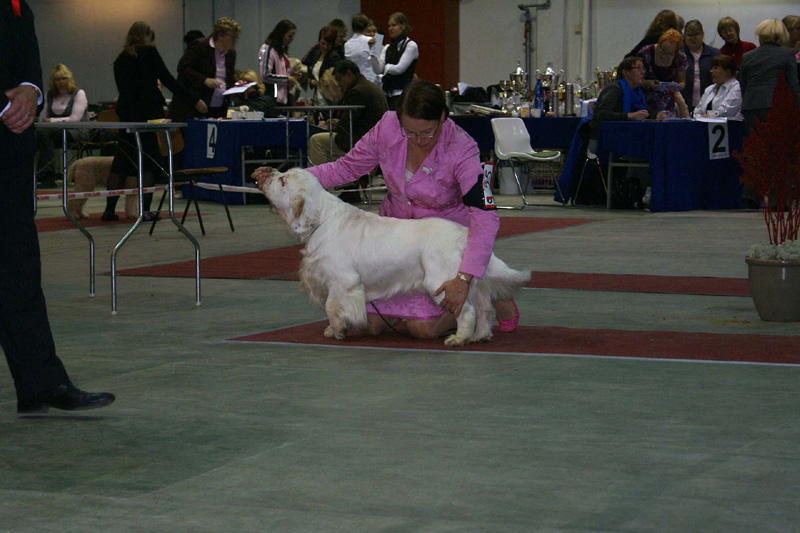 FINSpanielClubSpeciality2009_IntermediateDog_Reno_b