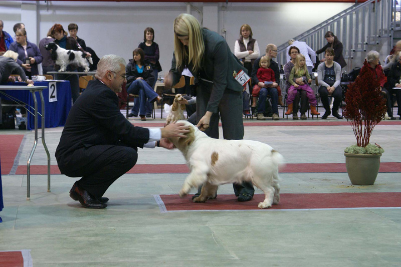 FINSpanielClubSpeciality2009_MalePuppies_Eddie_d