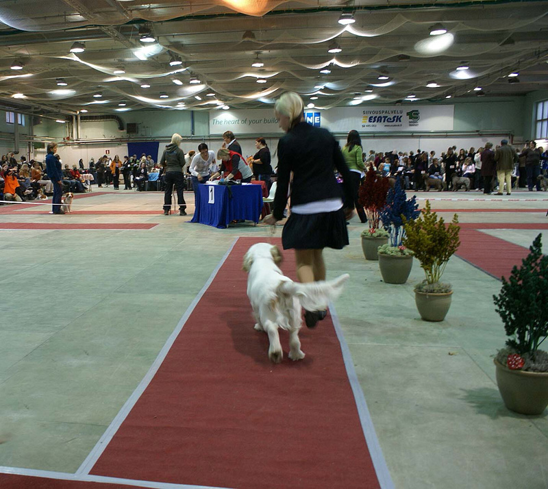 FINSpanielClubSpeciality2009_MalePuppies_Keke