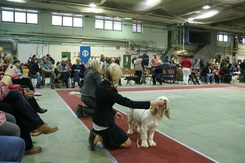 FINSpanielClubSpeciality2009_MalePuppies_Keke_Eddie