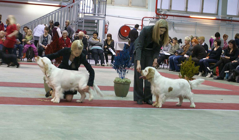 FINSpanielClubSpeciality2009_MalePuppies_Keke_Eddie_b