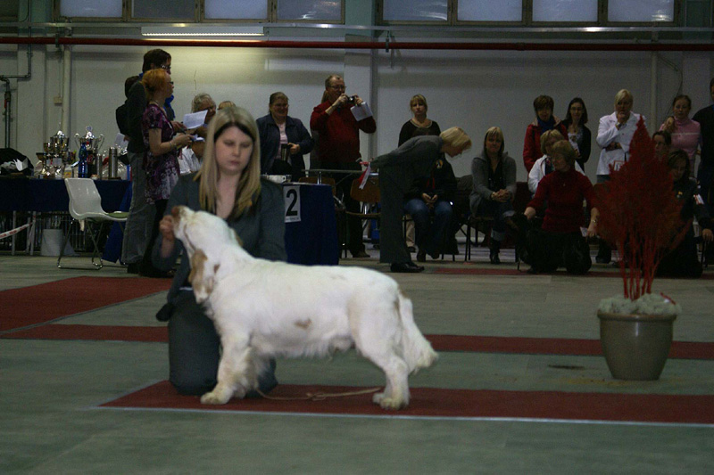 FINSpanielClubSpeciality2009_MalePuppies_Keke_b