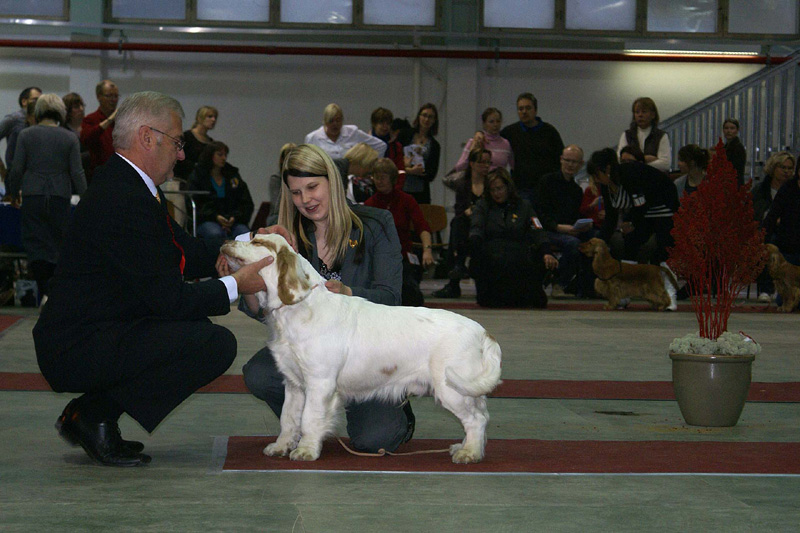 FINSpanielClubSpeciality2009_MalePuppies_Keke_d