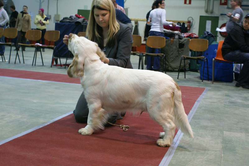 FINSpanielClubSpeciality2009_MalePuppies_Keke_f