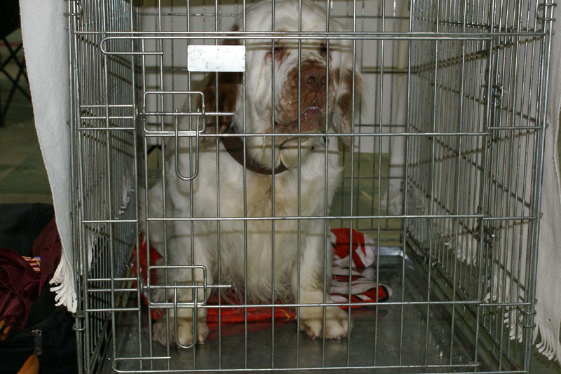 FINSpanielClubSpeciality2009_Mambo