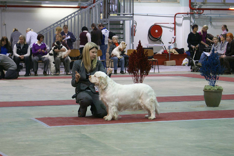 FINSpanielClubSpeciality2009_OpenBitch_Windy