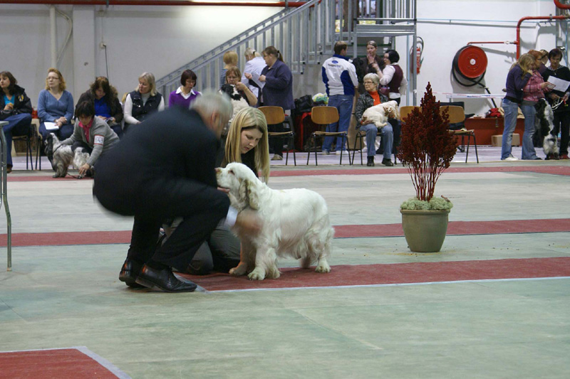 FINSpanielClubSpeciality2009_OpenBitch_Windy_b