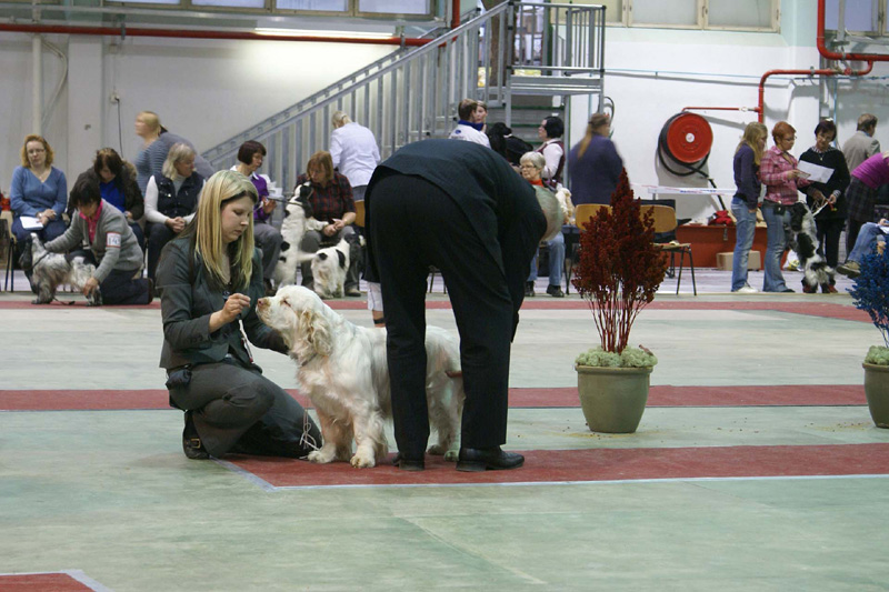 FINSpanielClubSpeciality2009_OpenBitch_Windy_c