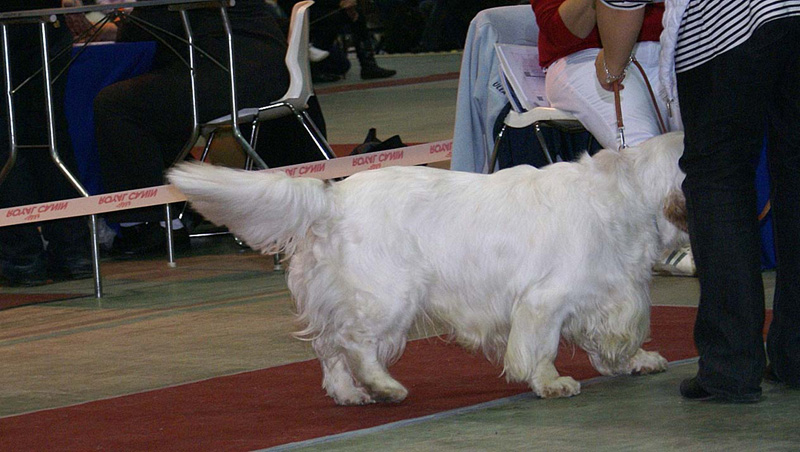 FINSpanielClubSpeciality2009_OpenDog_Sony_e