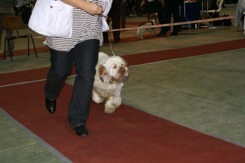 FINSpanielClubSpeciality2009_OpenDog_Sony_f