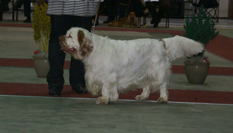 FINSpanielClubSpeciality2009_OpenDog_Sony_g