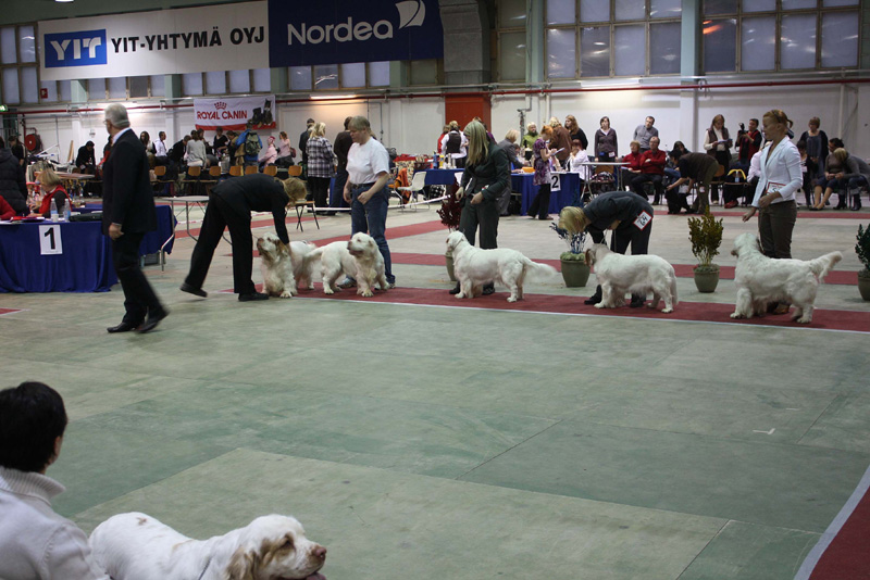 FINSpanielClubSpeciality2009_ProgenyGroupSnow_Reno_Brenda_Crisse_Mambo
