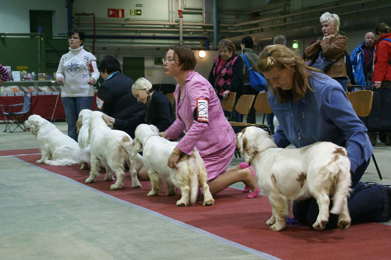 FINSpanielClubSpeciality2009_ProgenyGroupWindy_Eddie_Keke_Hilla_Ella