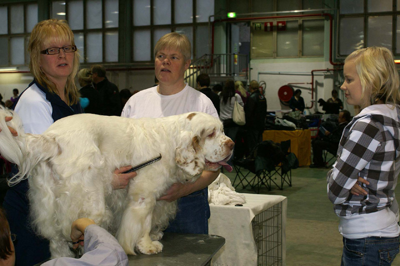 FINSpanielClubSpeciality2009_Speedy