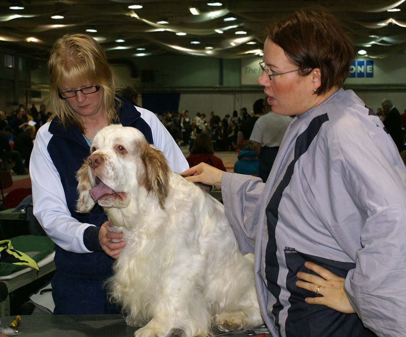 FINSpanielClubSpeciality2009_Speedy_e