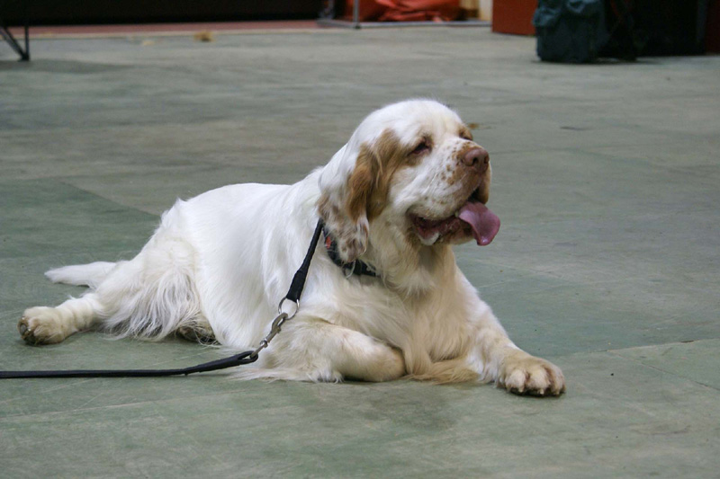 FINSpanielClubSpeciality2009_Tage