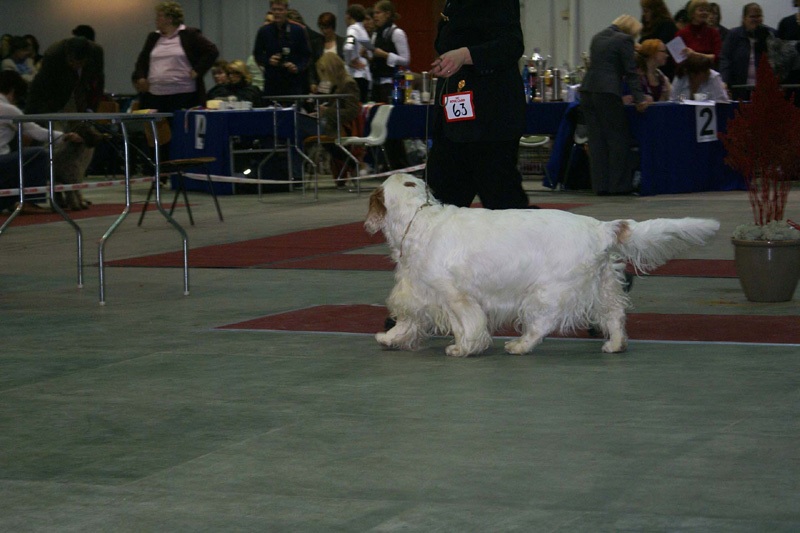FINSpanielClubSpeciality2009_VeteranDog_Speedy_d