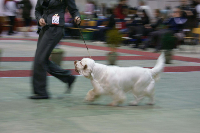 FINSpanielClubSpeciality2009_WorkingBitch_Brenda