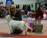 FINSpanielClubSpeciality2009_BestInShowPuppy1_Keke_a