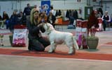 FINSpanielClubSpeciality2009_BestInShowPuppy1_Keke_b