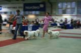 FINSpanielClubSpeciality2009_BreedersGroup_Rocky_Windy