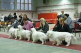 FINSpanielClubSpeciality2009_BreedersGroup_Rocky_Windy_Brenda_Reno