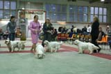 FINSpanielClubSpeciality2009_BreedersGroup_Rocky_Windy_Brenda_Reno_c