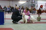 FINSpanielClubSpeciality2009_ChampionBitch_Bumbaa_b