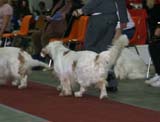FINSpanielClubSpeciality2009_ChampionDog_Rocky