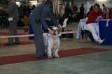 FINSpanielClubSpeciality2009_ChampionDog_Rocky_b