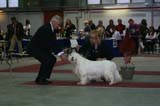 FINSpanielClubSpeciality2009_ChampionDog_Vito