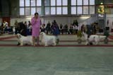 FINSpanielClubSpeciality2009_ChampionDog_Vito_Snow_Rocky