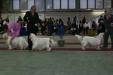 FINSpanielClubSpeciality2009_ChampionDog_Vito_Snow_Rocky_b