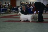 FINSpanielClubSpeciality2009_ChampionDog_Vito_b