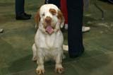 FINSpanielClubSpeciality2009_Ella