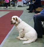 FINSpanielClubSpeciality2009_Ella_b