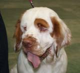 FINSpanielClubSpeciality2009_Ella_d