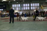 FINSpanielClubSpeciality2009_IntermediateDog_Mambo_Reno_c