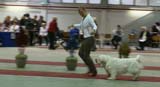 FINSpanielClubSpeciality2009_IntermediateDog_Mambo_b