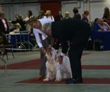 FINSpanielClubSpeciality2009_IntermediateDog_Mambo_d