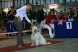 FINSpanielClubSpeciality2009_IntermediateDog_Mambo_f