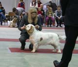 FINSpanielClubSpeciality2009_MalePuppies_Eddie_b
