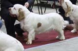 FINSpanielClubSpeciality2009_MalePuppies_Eddie_g
