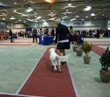 FINSpanielClubSpeciality2009_MalePuppies_Keke