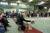 FINSpanielClubSpeciality2009_MalePuppies_Keke_Eddie