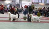 FINSpanielClubSpeciality2009_MalePuppies_Keke_Eddie_b