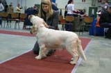 FINSpanielClubSpeciality2009_MalePuppies_Keke_f