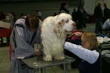 FINSpanielClubSpeciality2009_Speedy_c