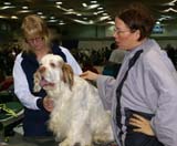 FINSpanielClubSpeciality2009_Speedy_e