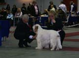 FINSpanielClubSpeciality2009_VeteranDog_Speedy